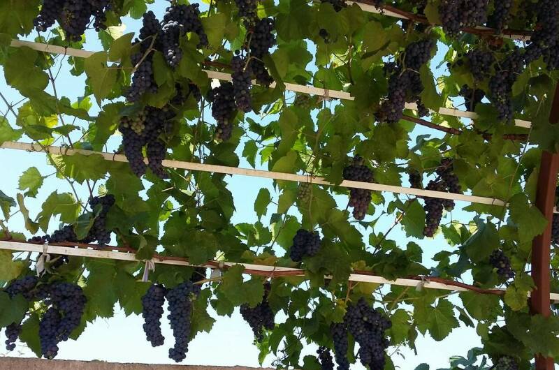 Изображение Изображение гостиницы &quot;Гостевой дом «Черноморская жемчужина»&quot; #11 #9