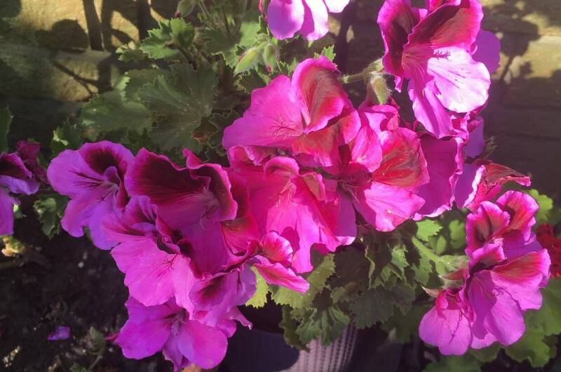 Изображение Изображение гостиницы &quot;Частный сектор «СемьЯ»&quot; #6 #4