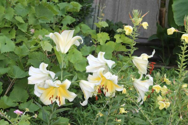 Изображение Изображение гостиницы &quot;Гостевой дом «Хижина Чука»&quot; #10 #8