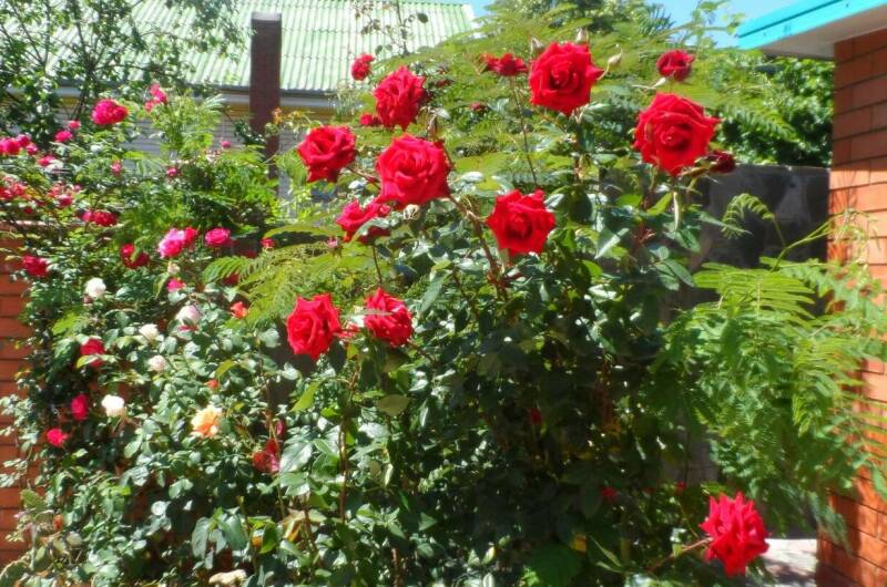 Изображение Изображение гостиницы &quot;Гостиница «Эллада»&quot; #10 #8