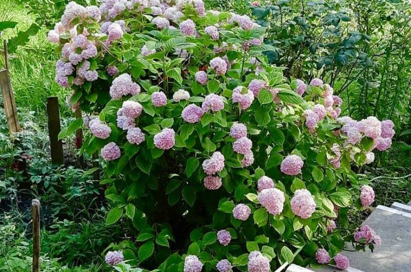 Изображение Изображение гостиницы &quot;Частный сектор «Лидия»&quot; #7 #5