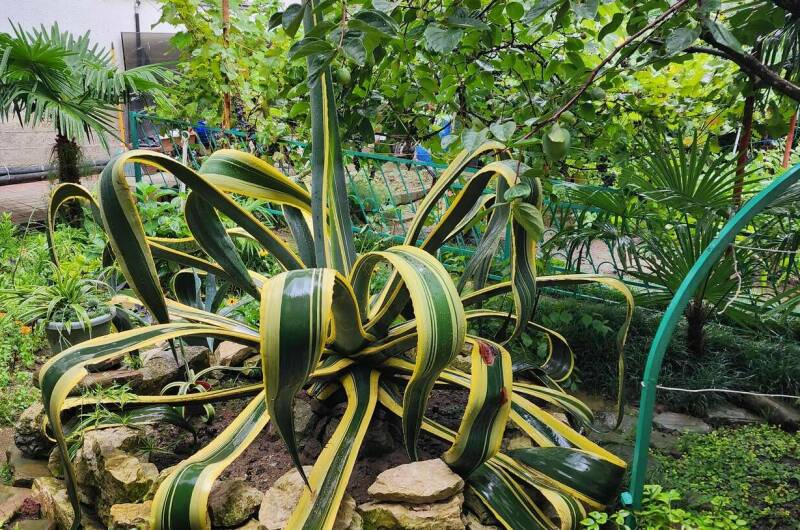 Изображение Изображение гостиницы &quot;Гостевой дом «Бэлла»&quot; #8 #6