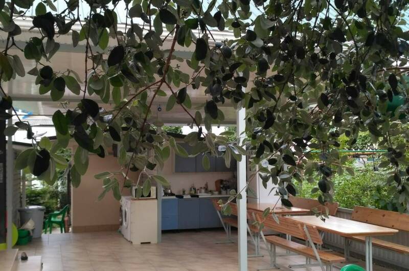 Изображение гостиницы "Гостевой дом «Фруктовый сад»" #1