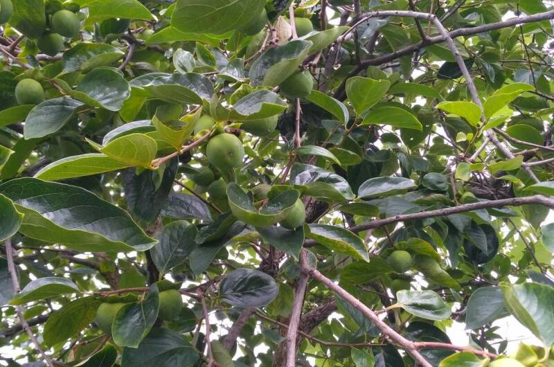 Изображение Изображение гостиницы &quot;Гостевой дом «Фруктовый сад»&quot; #3 #1