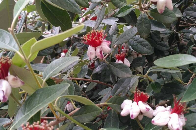 Изображение Изображение гостиницы &quot;Гостевой дом «Фруктовый сад»&quot; #4 #2