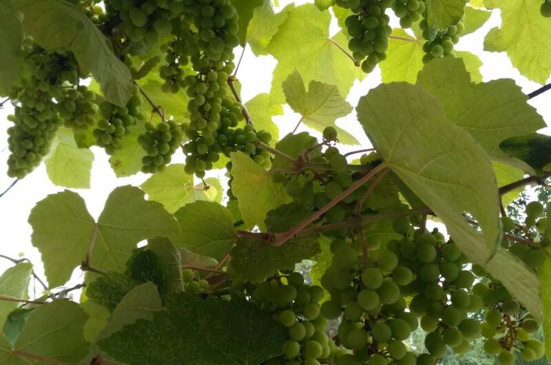 Изображение Изображение гостиницы &quot;Гостевой дом «Фруктовый сад»&quot; #5 #3