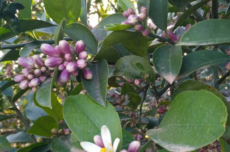 Изображение Изображение гостиницы &quot;Гостевой дом «Фруктовый сад»&quot; #8 #6