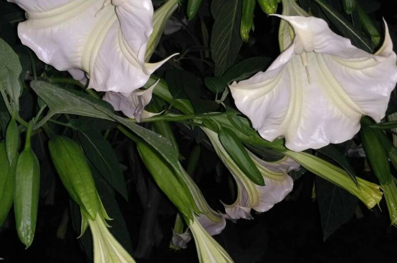 Изображение Изображение гостиницы &quot;Гостевой дом «Фруктовый сад»&quot; #9 #7