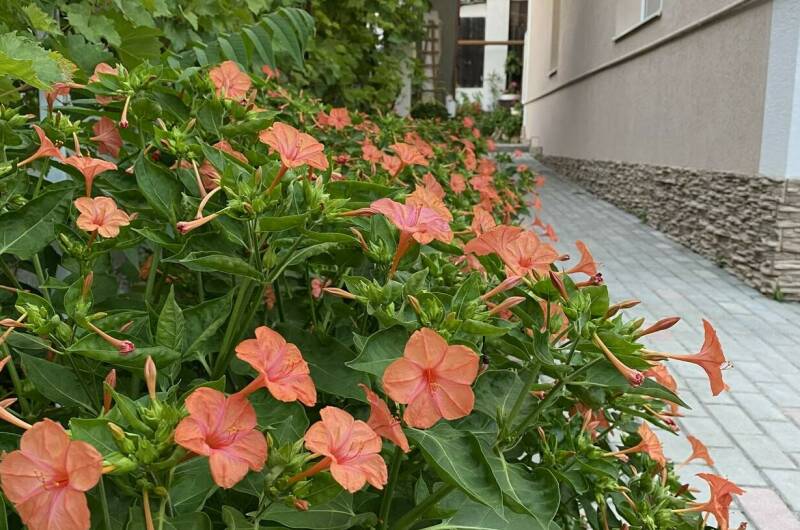 Изображение гостиницы "Гостевой дом «Blue Бухта»" #1