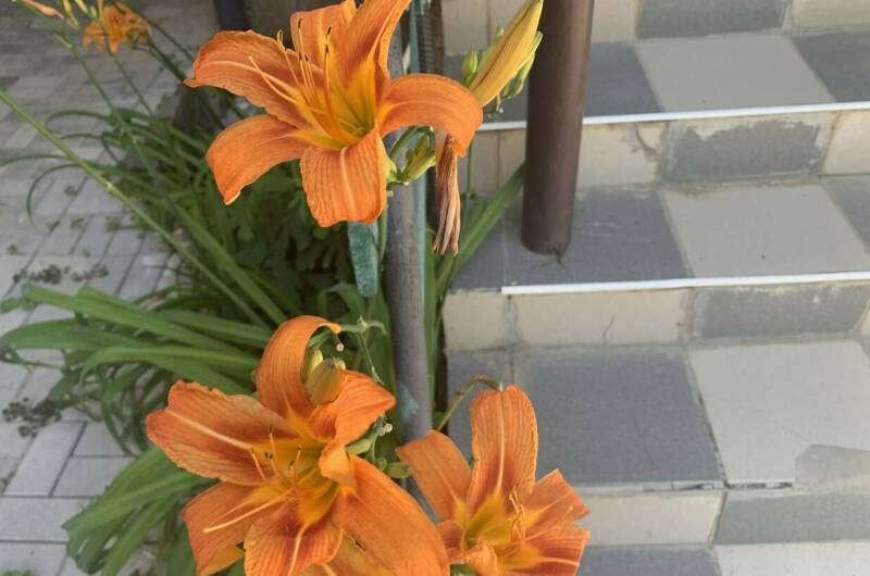 Изображение Изображение гостиницы &quot;Гостевой дом «У Мыса»&quot; #3 #1