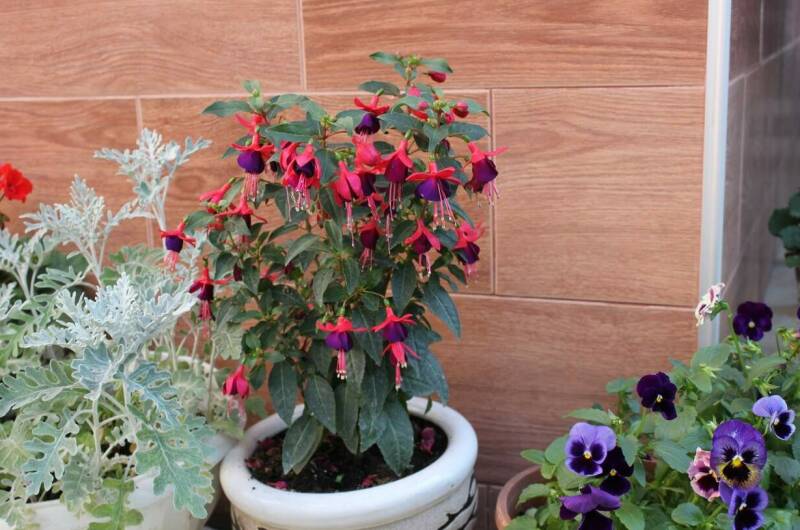 Изображение Изображение гостиницы &quot;Частный дом на Нахимова&quot; #7 #5