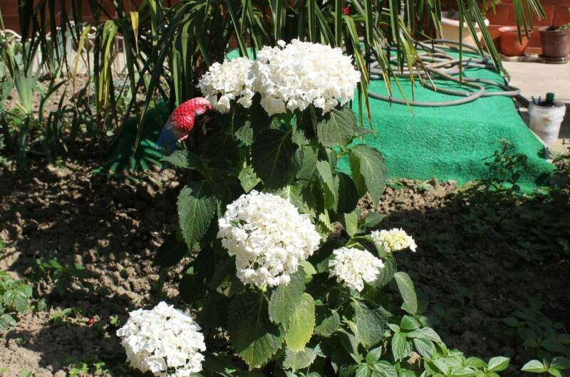 Изображение Изображение гостиницы &quot;Частный дом на Нахимова&quot; #11 #9