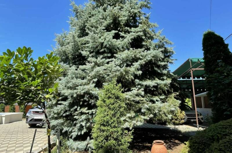 Изображение Изображение гостиницы &quot;Гостевой дом «Фем Ландия» (Guest House Fem Landia)&quot; #9 #7