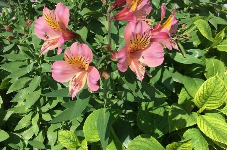 Изображение Изображение гостиницы &quot;Гостевой дом «SoFitel-GagrA»&quot; #4 #2