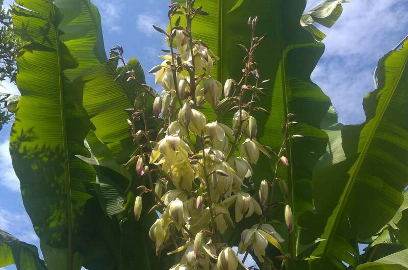 Изображение Изображение гостиницы &quot;Гостевой дом «SoFitel-GagrA»&quot; #7 #5