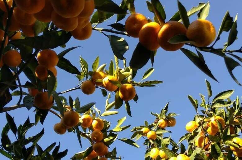 Изображение Изображение гостиницы &quot;Гостевой дом «SoFitel-GagrA»&quot; #8 #6