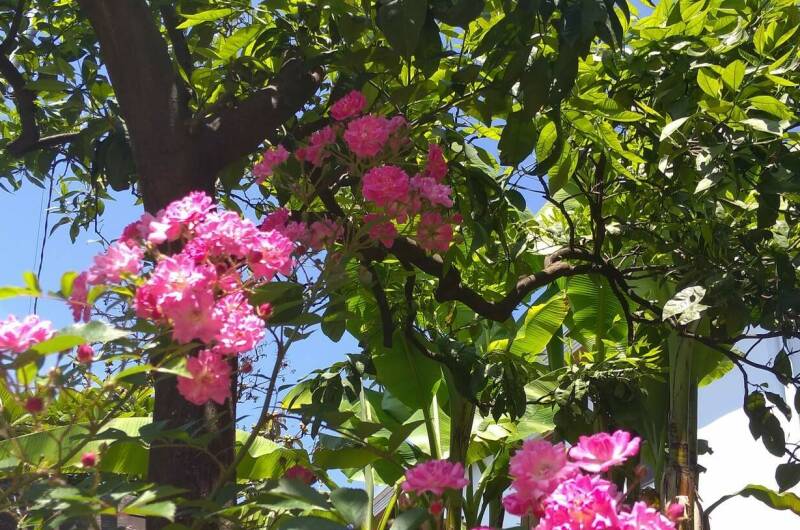 Изображение Изображение гостиницы &quot;Гостевой дом «SoFitel-GagrA»&quot; #9 #7