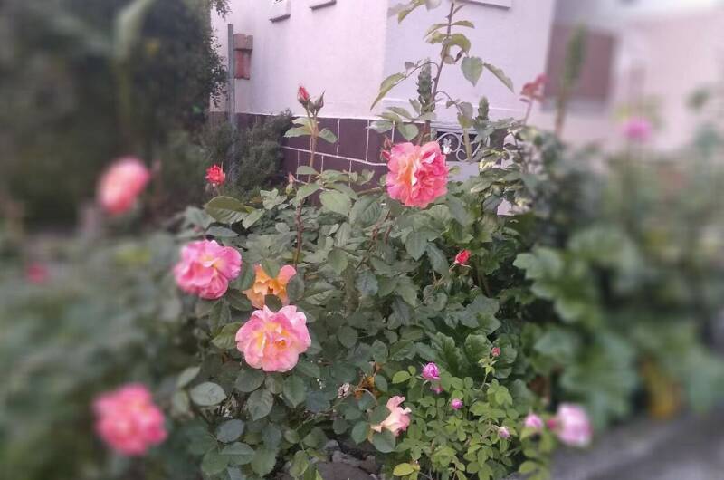 Изображение Изображение гостиницы &quot;Гостевой дом «SoFitel-GagrA»&quot; #10 #8