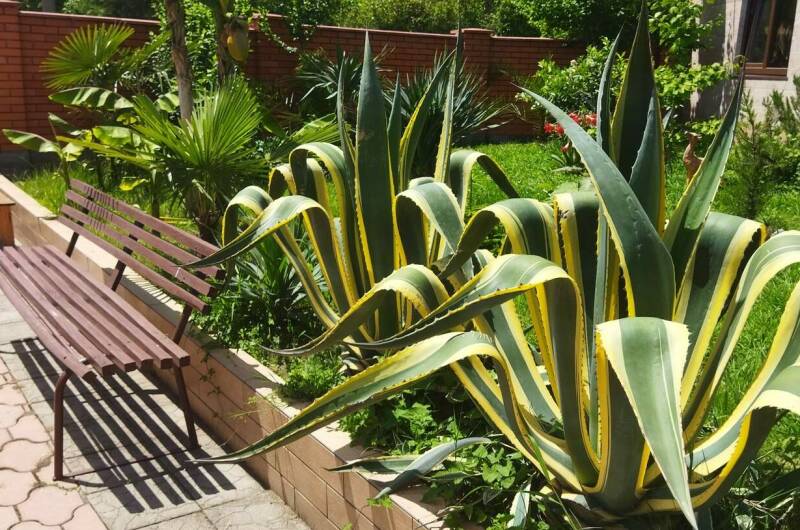 Изображение Изображение гостиницы &quot;Гостевой дом «Золотая рыбка»&quot; #3 #1