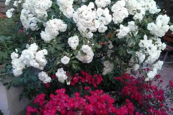 Изображение Изображение гостиницы &quot;Усадьба «Лукоморье»&quot; #9 #7