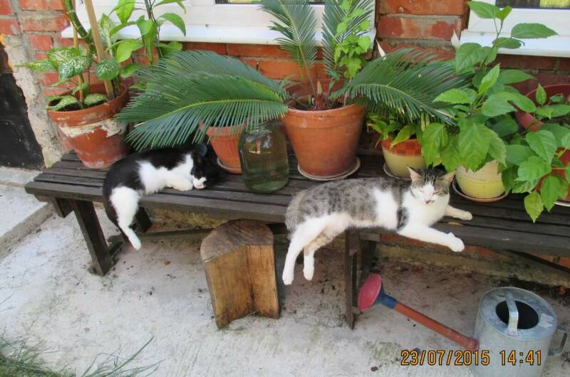 Изображение Изображение гостиницы &quot;Гостевой дом «Старый замок»&quot; #5 #3