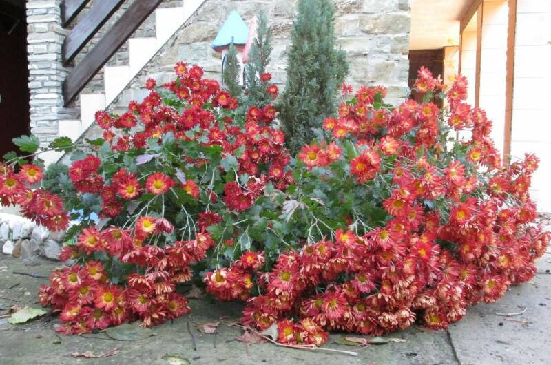 Изображение Изображение гостиницы &quot;Гостевой дом «Старый замок»&quot; #6 #4