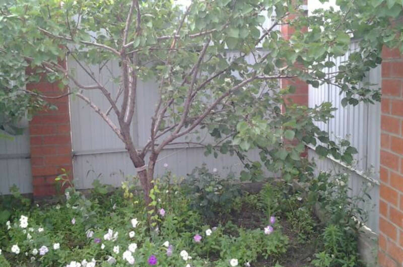 Изображение Изображение гостиницы &quot;Частное домовладение «Здоровый отдых на Средней»&quot; #3 #1