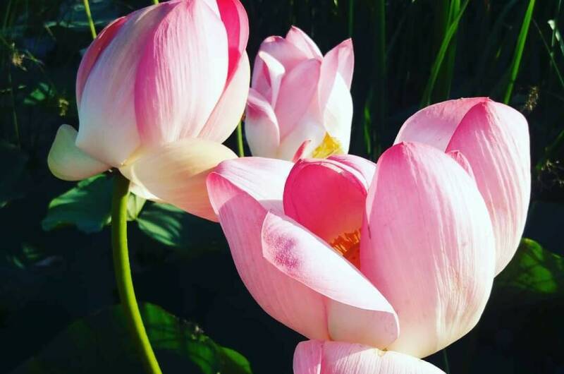 Изображение Изображение гостиницы &quot;Гостевой дом «Орхидея»&quot; #8 #6