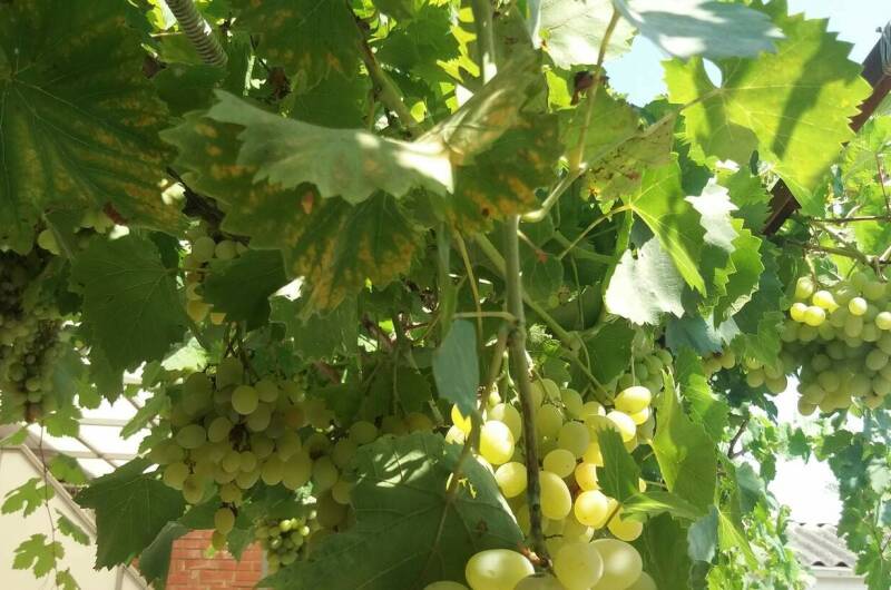 Изображение Изображение гостиницы &quot;Гостевой дом «Орхидея»&quot; #9 #7