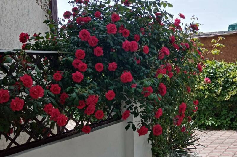 Изображение Изображение квартиры &quot;Двухкомнатный дом под ключ с кухней&quot; #8 #6