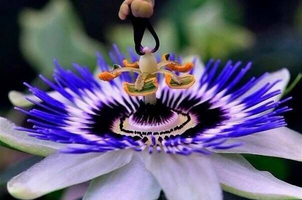 Изображение Изображение гостиницы &quot;Гостевой дом «Пассифлора»&quot; #3 #1