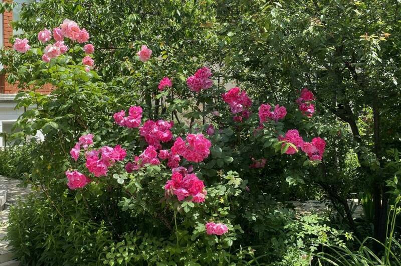 Изображение Изображение гостиницы &quot;Гостевой дом «Белая невесточка»&quot; #4 #2