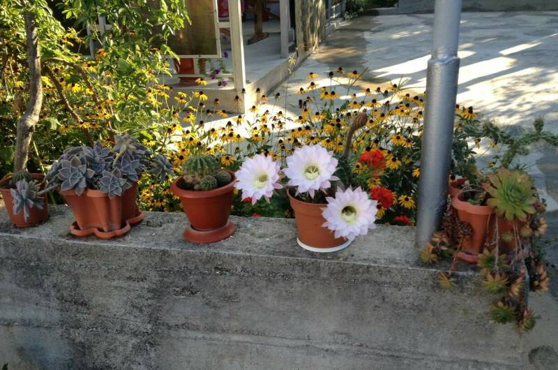 Изображение Изображение гостиницы &quot;Гостевой дом «Пальмира»&quot; #4 #2