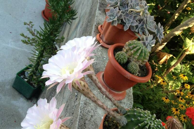 Изображение Изображение гостиницы &quot;Гостевой дом «Пальмира»&quot; #5 #3