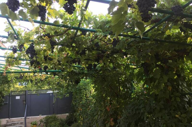 Изображение Изображение гостиницы &quot;Гостевой дом «Зеленый дворик»&quot; #10 #8