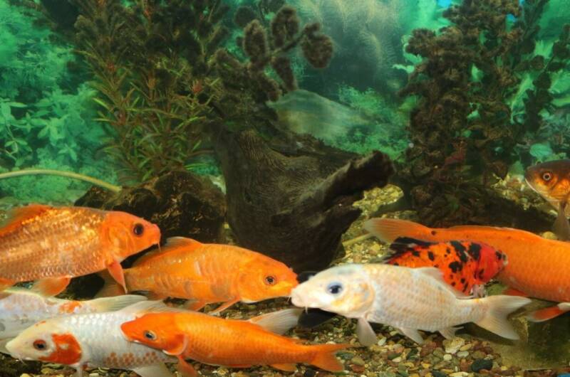 Изображение Изображение гостиницы &quot;Частное домовладение «Иваныч»&quot; #8 #6