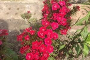 Изображение отеля / гостиницы "Гостевой дом «Магнолия»"