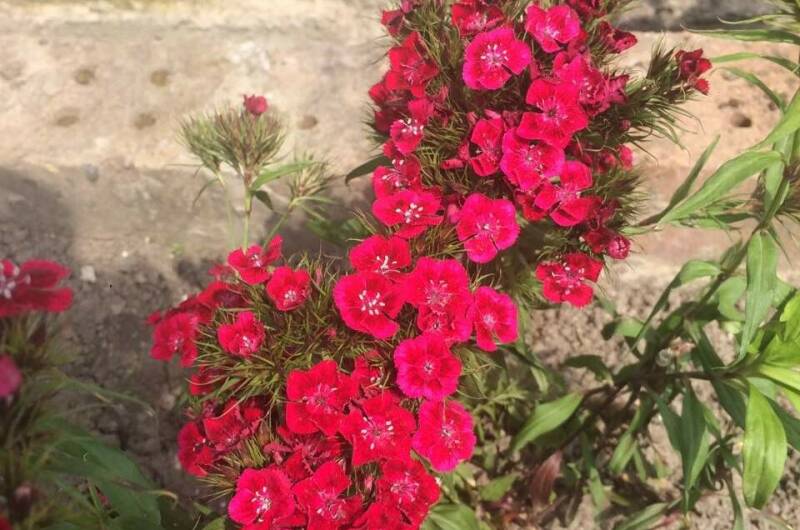 Изображение гостиницы "Гостевой дом «Магнолия»" #1