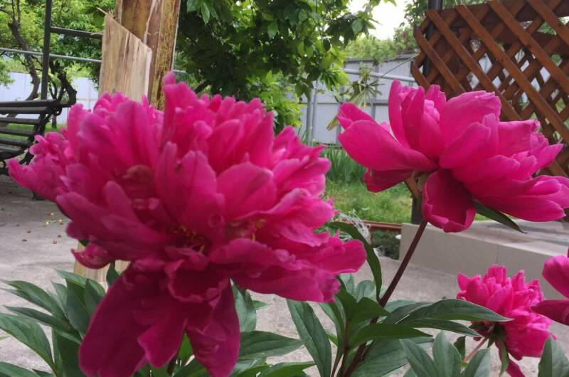 Изображение Изображение гостиницы &quot;Гостевой дом «Hurma»&quot; #8 #6