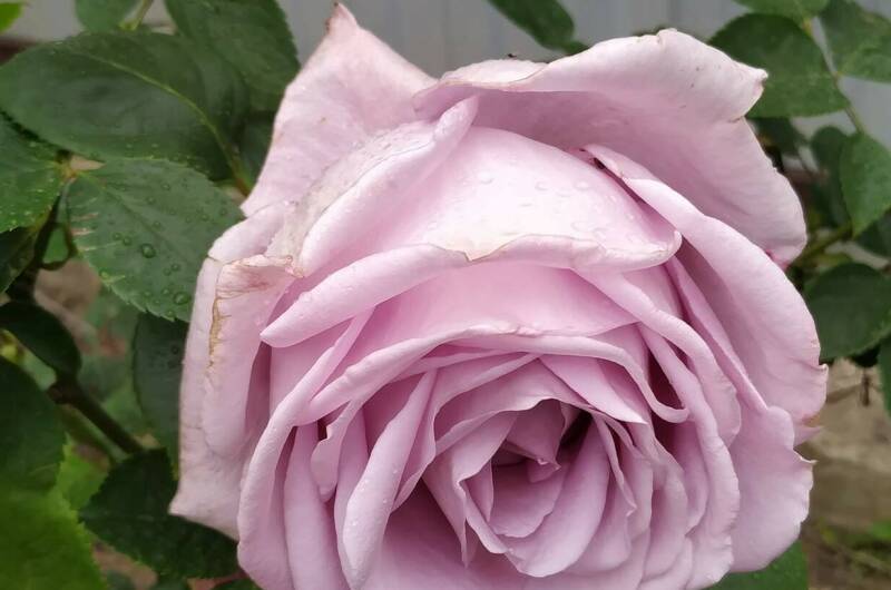 Изображение Изображение гостиницы &quot;Гостевой дом «Валерия»&quot; #7 #5