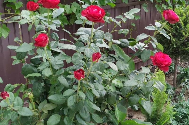 Изображение Изображение гостиницы &quot;Гостевой дом «Валерия»&quot; #8 #6