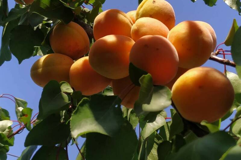 Изображение Изображение гостиницы &quot;Гостевой дом «Валерия»&quot; #11 #9