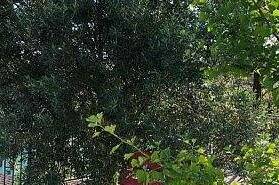 Изображение Изображение гостиницы &quot;Гостевой дом на Лапстинской 15&quot; #10 #8