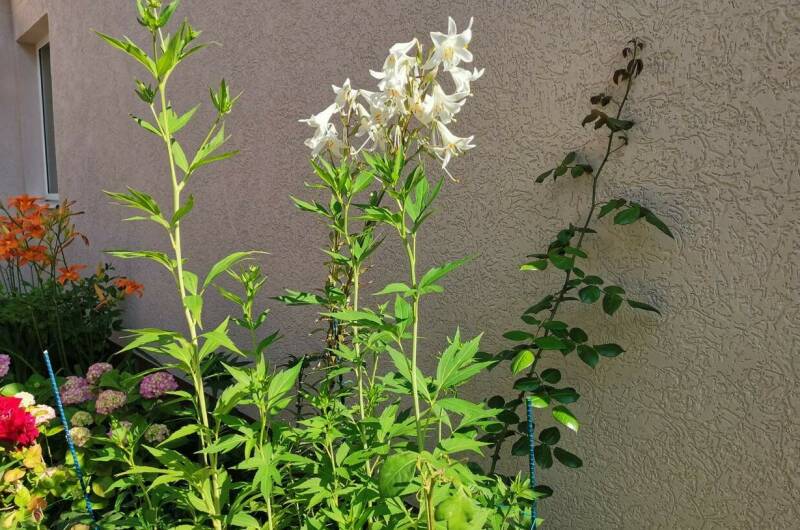 Изображение Изображение гостиницы &quot;Частное домовладение на Высотной&quot; #11 #9