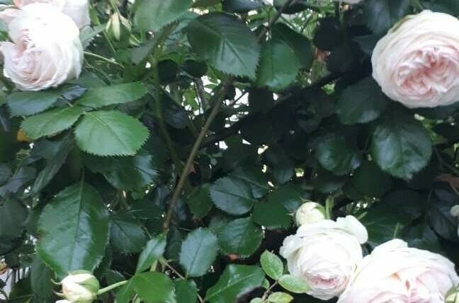 Изображение Изображение гостиницы &quot;Частная Усадьба «Лакшми»&quot; #5 #3