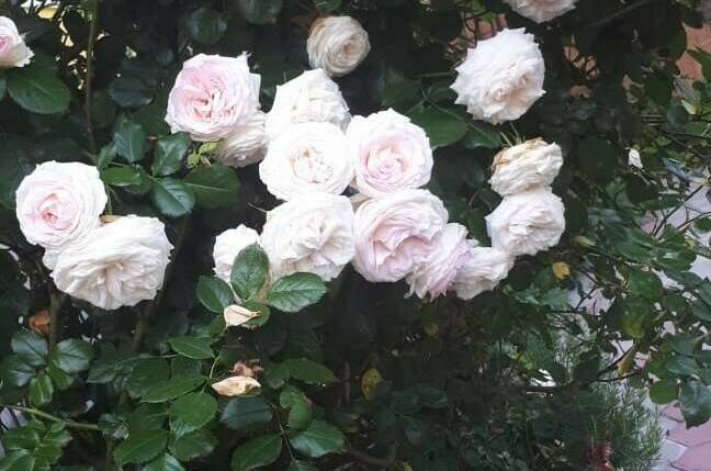 Изображение Изображение гостиницы &quot;Частная Усадьба «Лакшми»&quot; #9 #7