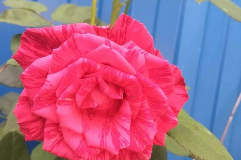 Изображение Изображение гостиницы &quot;Частное домовладение «Елена»&quot; #7 #5