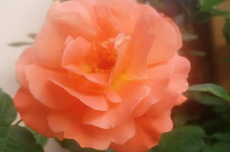 Изображение Изображение гостиницы &quot;Гостевой дом «У Марины»&quot; #10 #8