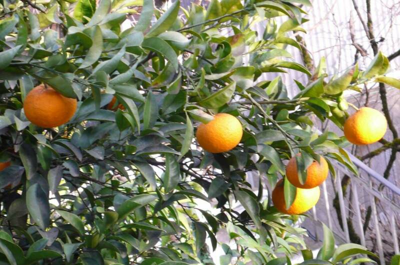 Изображение Изображение гостиницы &quot;Гостевой дом «Лаура»&quot; #3 #1