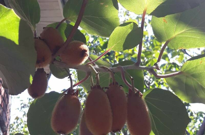 Изображение Изображение гостиницы &quot;Гостевой дом «Дом Солнца»&quot; #6 #4